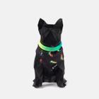 Bandana Pride para Cães e Gatos Freefaro