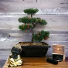 Belíssimo arranjo arvore bonsai artificial - realista