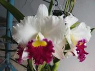 Blc. OrgladeS Grand - Corte Adulto