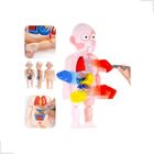 Boneco Anatomia Humana Órgãos Vitais Kit Medico Educativo