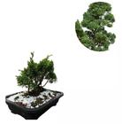 Bonsai de shimpaku c/vaso juniperus - Quintal do bonsai