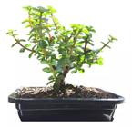 Bonsai portolacaria africana c/vaso fertilizada - Quintal do bonsai