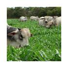 Brachiaria MG-5 - 3kg Sementes