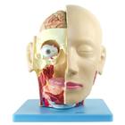 Cabeça Humana Com Caixa Craniana, Cérebro E Crânio Em 4 Pts