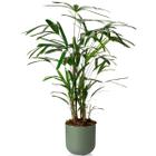 Cachepô Vaso Decorativo Grande Raiz Para Plantas Pote 25,7Cm