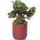 Cachepot Decorativo Due Ideal Pote 12 N2 Vaso Raiz 12,5x11,5cm p/ Plantas Cores Variadas