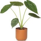 Cachepot Decorativo Due Ideal Pote 12 N2 Vaso Raiz 12,5x11,5cm p/ Plantas Cores Variadas