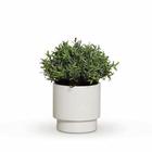 Cachepot Em Cerâmica Charme Off White Fosco 12 Cm - 2A Cerâmica