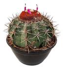 Cacto Cabeça Coroa De Frade Melocactus Zehntneri Adulta