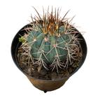 Cacto Coroa De Frade Azul Melocactus Azureus Lindas Mudas - Ta Na Mão