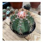 Cacto Coroa De Frade Com Coroa Linda Plantada No Vaso