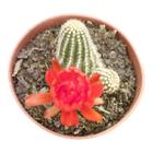 Cacto Echinopsis Chamaeceus - Suculentas e Cia