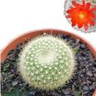 Cacto Parodia Haselbergii Lua Cheia Notocactus Qualidade