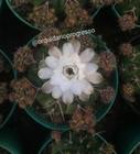 Cactos Gymnocalycium damsii