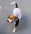 Camiseta Ice Cream - Roupa para cachorro