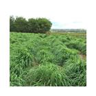 Capim Andropogon gayanus cv. Planaltina 20kg Sementes - Sementes Brasil