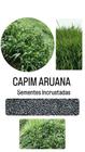 Capim Aruana Panicum Maximum - 10kg de Sementes Incrustadas