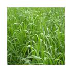 Capim Aruana Panicum Maximum 3kg Sementes Incrustadas - Sementes Brasil