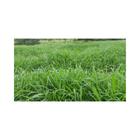 Capim Brachiaria Ruziziensis Sementes Incrustada 100gr