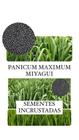 Capim Miyagui Panicum Maximum - 5KG de Sementes Incrustadas