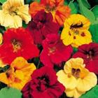 Capuchinha Hibrida Dobrada Alta Sortida - 1gr De Sementes/ Flores Comestíveis