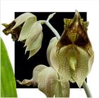 Catasetum ( Sanguineum X Dupliciscutula ) - ORQUIDARIO DF