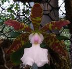 Cattleya Aclandiae Albenses Carolyne - Corte Adulto