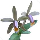 Cattleya forbesii rosa - Orquídea bico de chaleira