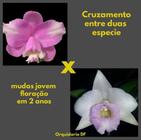 Cattleya Loddigesii Pelorica X Laelia Alaori-6834 - orquidario DF