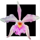 Cattleya Mossaie X Cattleya Maxima - ORQUIDARIO DF