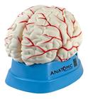 cerebro anatomico 8 partes ampliado com artérias em resina - Pool