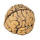 Cérebro corpo humano em forma de capacete escolar anatomia educativos