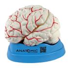 Cerebro modelo anatomico em 8 partes