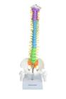 Coluna Vertebral Colorida E Flexível De 40 Cm Com Base