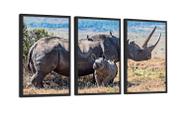 Conjunto 3 Quadros Decorativos Rinoceronte Filhote Deserto Com Vidro 40X60CM