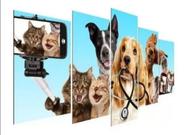 Conjunto 5 Quadros Decorativos cães e gatos selfie animais "