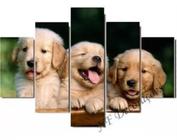 Conjunto 5 Quadros Golden Retriever "