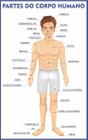 Corpo Humano Anatomia Escolar Painel Lona