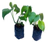 Costela De Adão - Monstera Deliciosa - Kit Com 2 Mudas Envio Imediato Pronta entrega