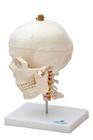 Crânio Humano Mandíbula Móvel e Coluna Cervical