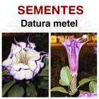 Datura metel (Trombeta de Anjo) - 15 sementes