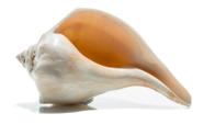 Decorative Seashell Nautical Crush Trading Atlantic Whelk 7-8"