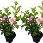 Dipladenia flor rosa exótica combo c/ 2un