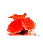 Enfeite Aquario Soma Coral Mushroom Spotted Vermelho 04