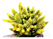 Enfeite de silicone soma coral acropora hidnophora verde e amarela