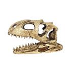 Enfeite Nomoy Pet Cranio Dinossauro