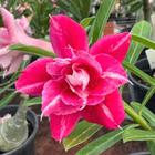 Enxerto Rosa do Deserto EV 136