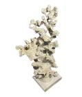 Escultura coral bege em resina e base de vidro g - Thay Thay