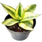 Espada de Sta. Bárbara Mini Dracaena 'trifasciata' (Espadinha Amarela) - floresta.eco