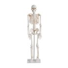 Esqueleto 85 cm / Modelo Anatômico .